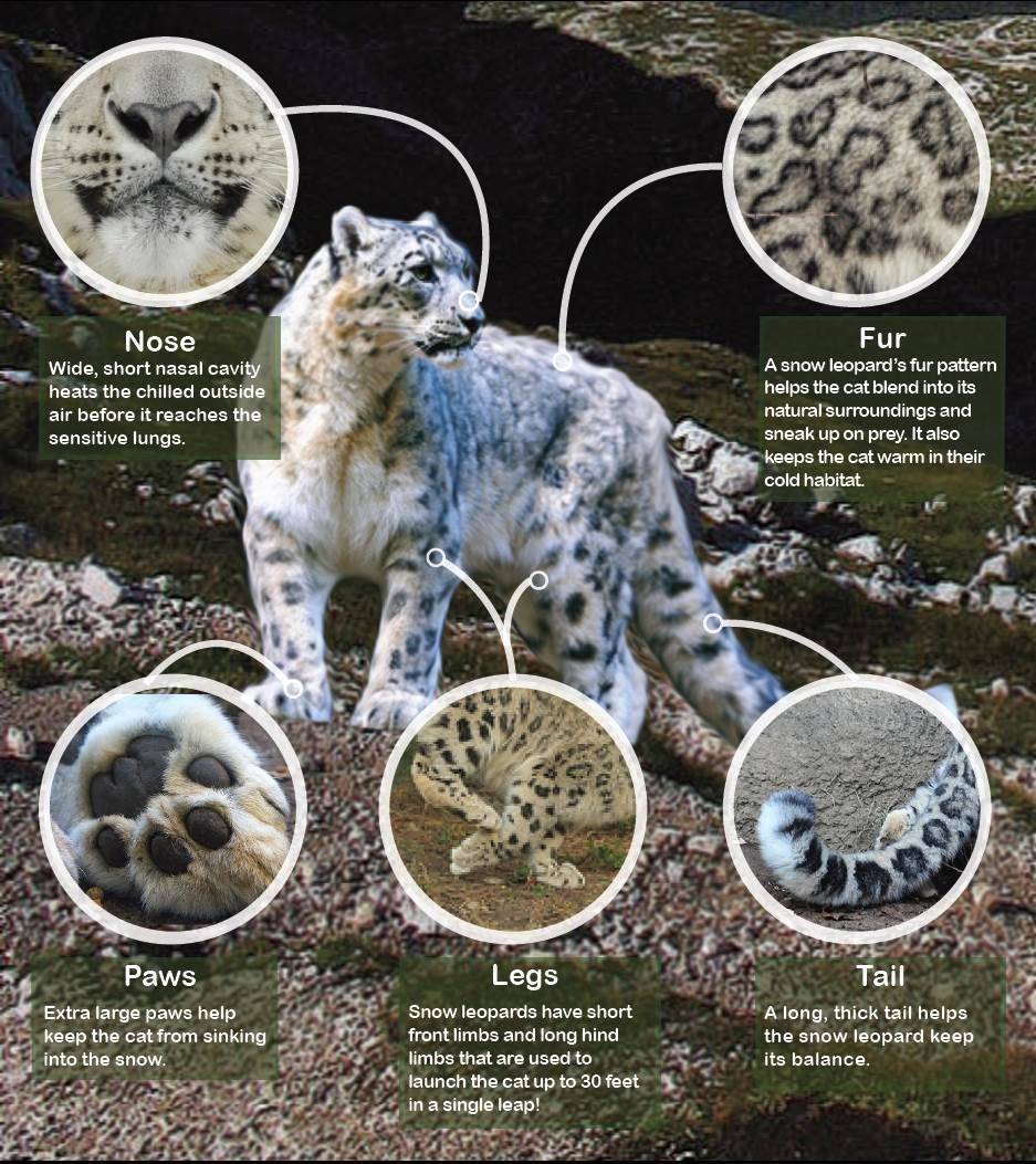 Полное описание снежного барса и образ его жизни в дикой природе | все о животных