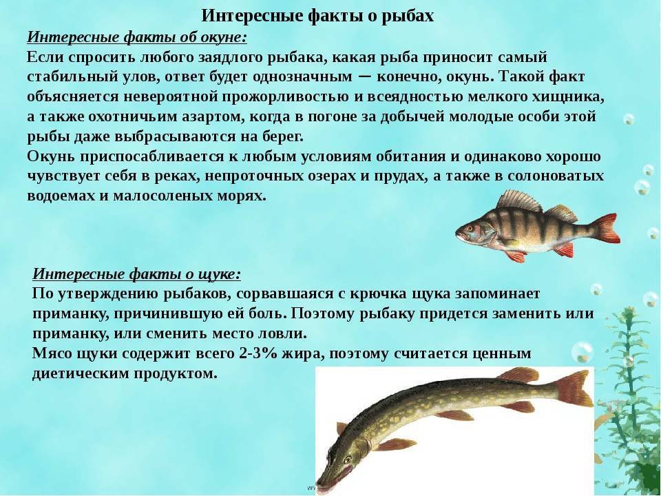 Все о рыбах: интересные факты и особенности знака зодиака :: инфониак
