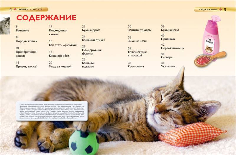 Содержание кошек в домашних условиях: как содержать котенка или взрослого кота в квартире? - kotiko.ru