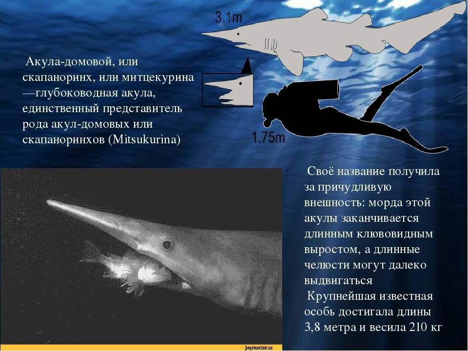 Акула-гоблин - страшный хищник ∞ лагуна акул