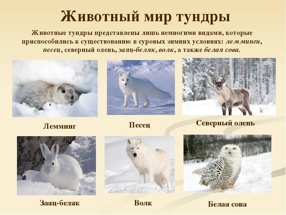 Природа тундры россии | арктическая тундра | средняя тундра