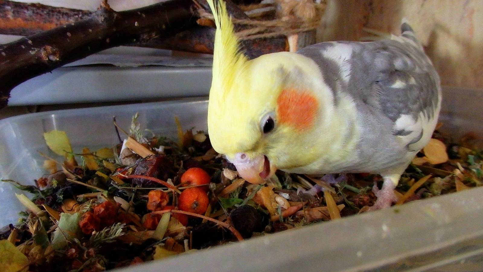 Чем кормить попугаев корелла когда у них птенцы — книга о собаках
