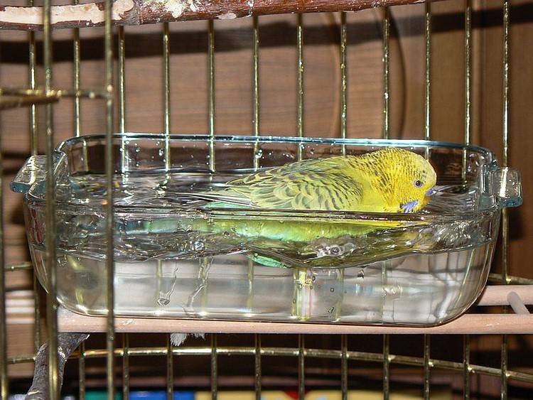 Купалка для попугая: как приучить попугая купаться в купалке