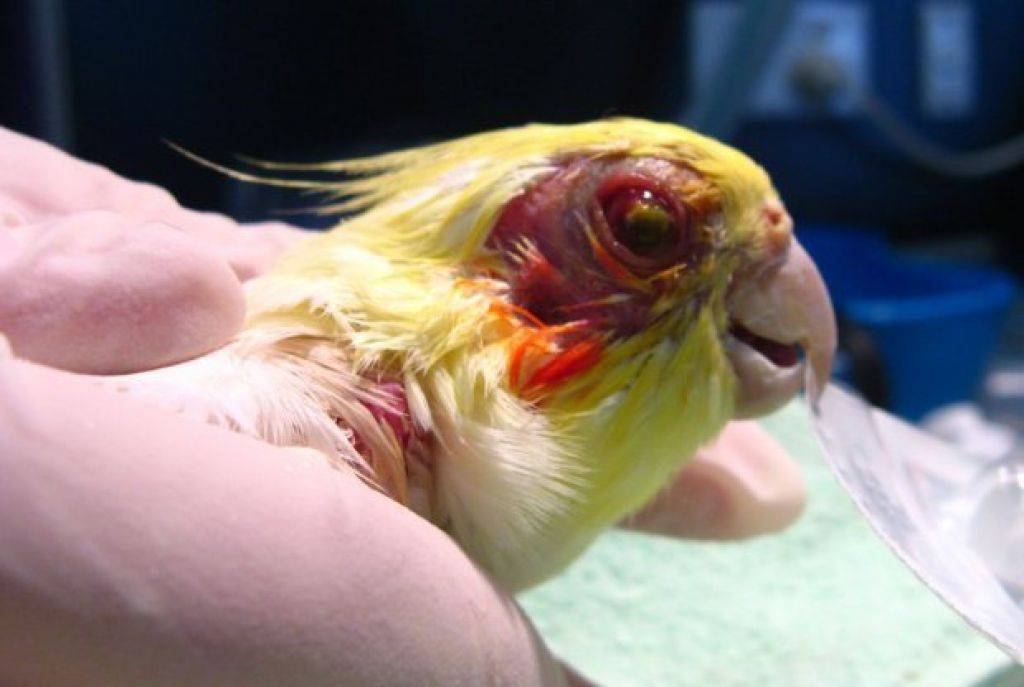 Все болезни попугаев породы Корелла