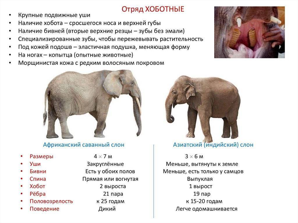Африканский слон - хоботные | некоммерческий учебно-познавательный интернет-портал зоогалактика