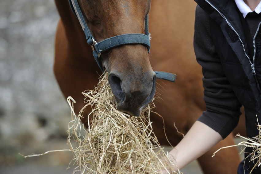 ᐉ что едят лошади - составляем правильный рацион - zooon.ru