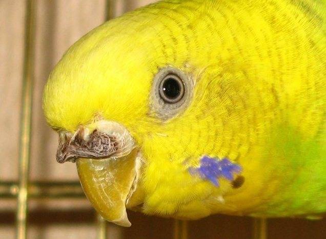 Нарост на клюве у волнистого попугая: причины, фото как выглядит, лечение