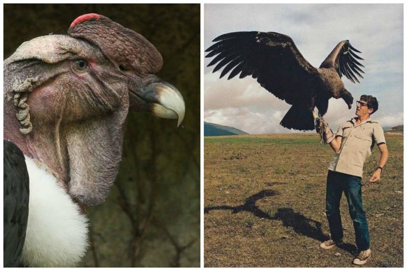 Самая крупная летающая птица в мире: фото и названия