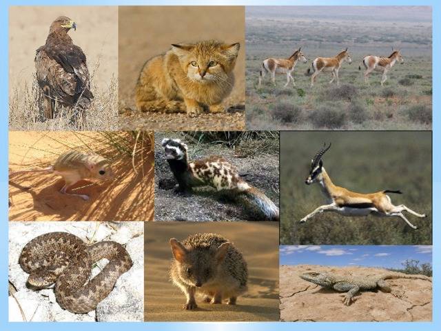 Какие животные живут в пустыне россии: мелкие и крупные виды, описание и особенности | tvercult.ru
