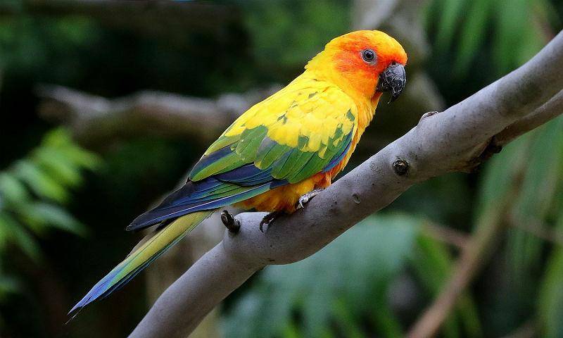 Продолжительности жизни попугаев ара