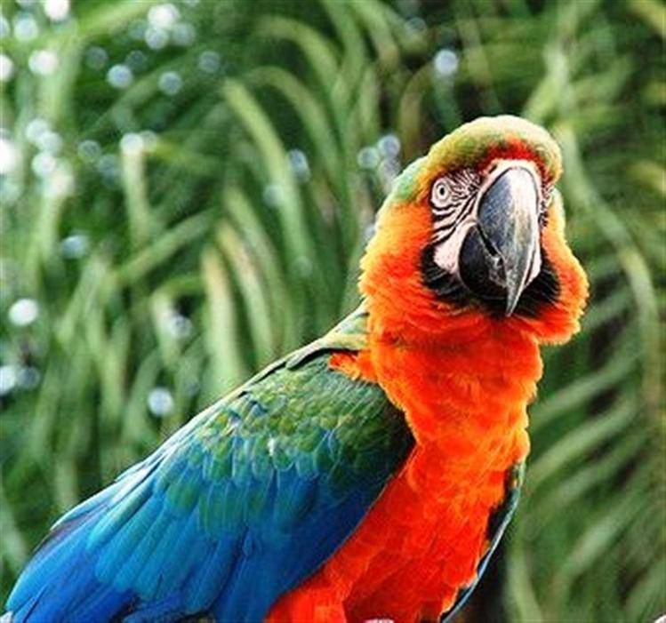 Попугай ара размеры, описание, виды, где живет