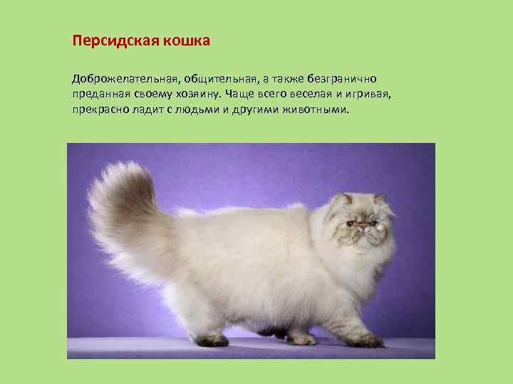 Разновидности персидской длинношерстной кошки