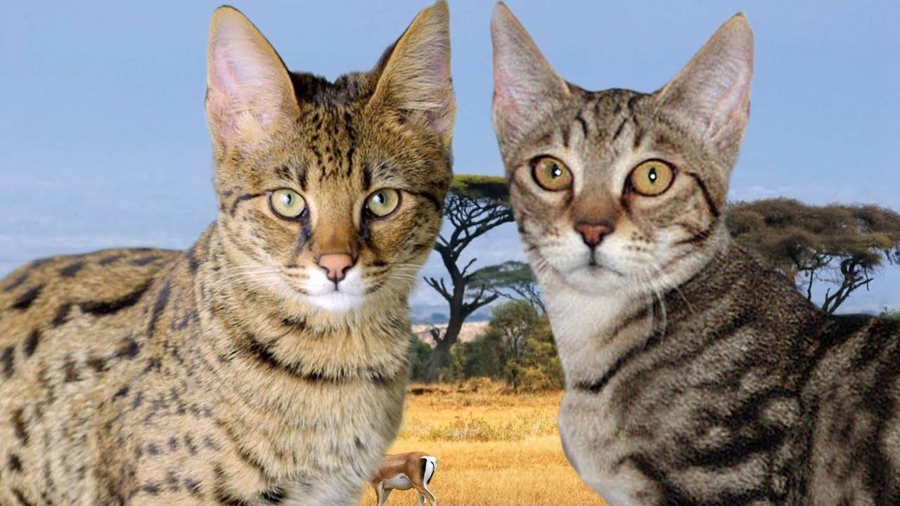 Порода кошек серенгети: описание характера, стандарты, окрысы,.