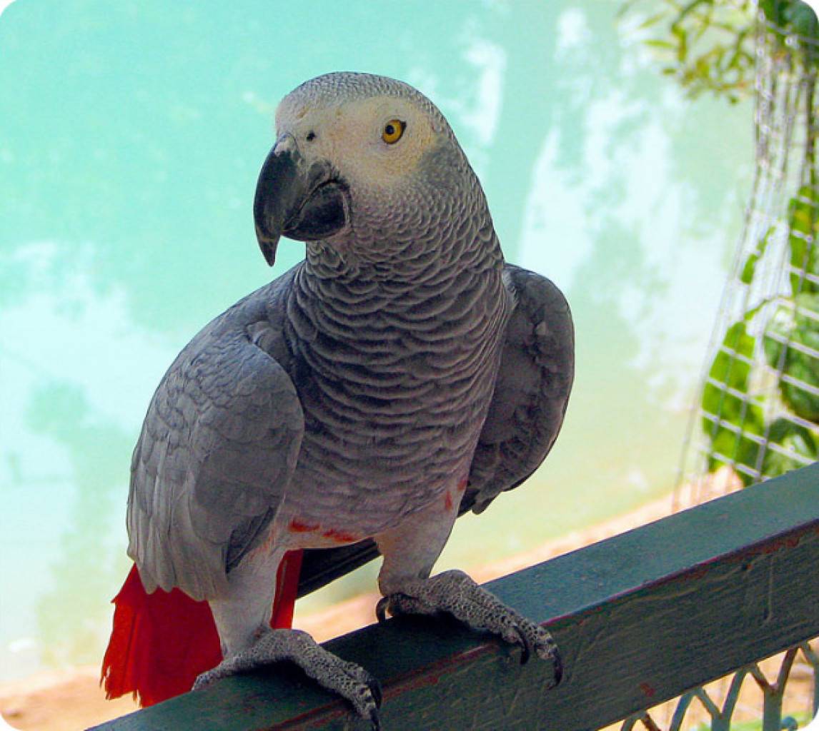 5 самых умных домашних попугаев, которые не принесут вам хлопот