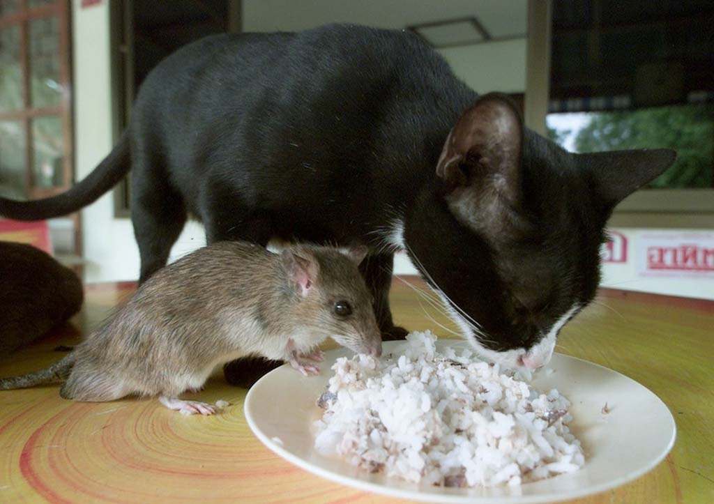 Почему кошки едят мышей