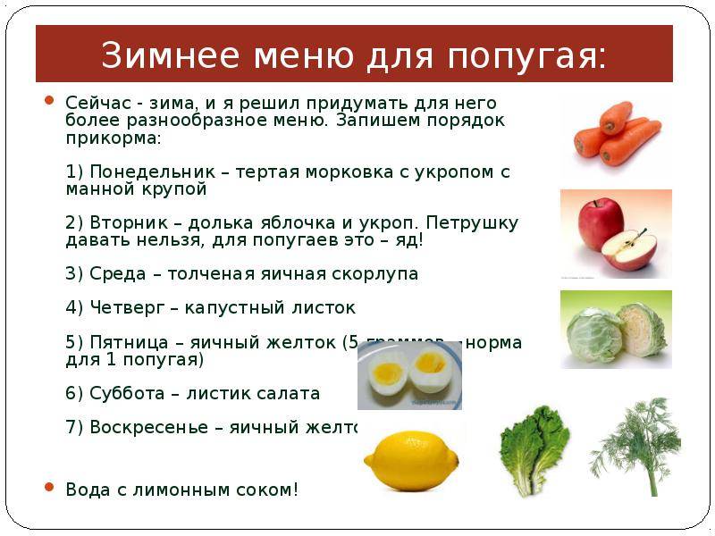 Чем кормить кореллу: что можно давать из фруктов, овощей, какой основной корм выбрать, любят ли птицы каши