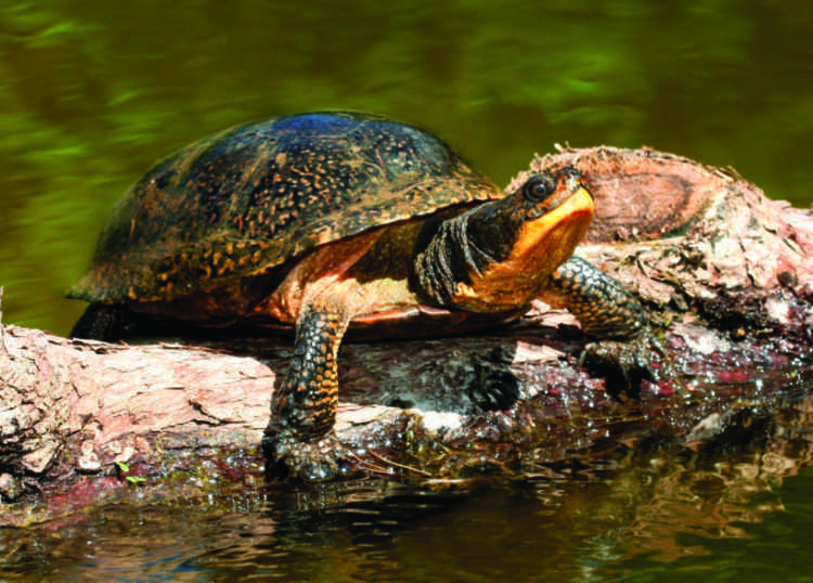 Мускусная черепаха – фото, описание, ареал, рацион, враги, популяция