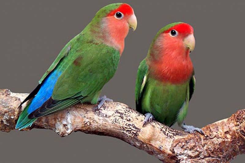 Сколько живут неразлучники попугаи дома