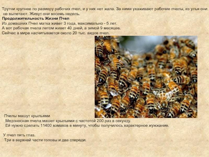 Сколько живет пчела. продолжительность жизни пчелы