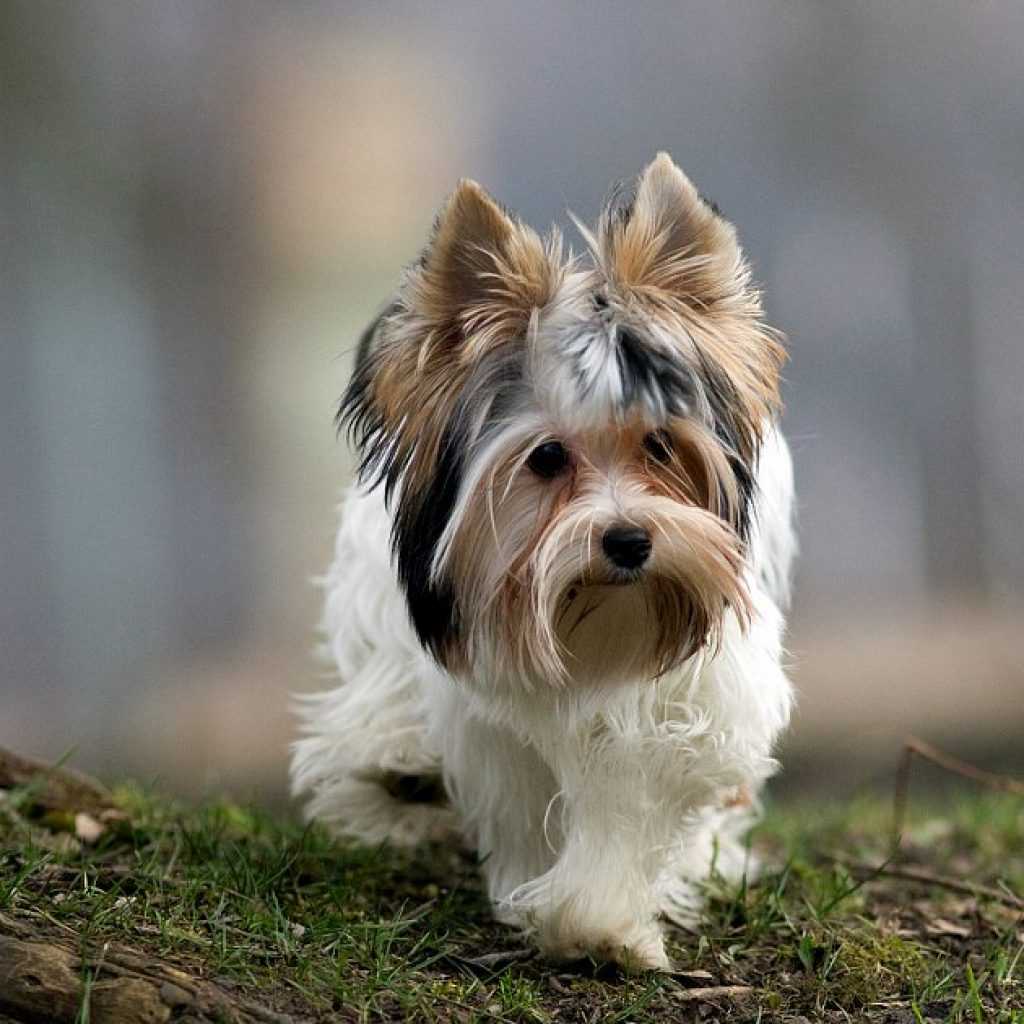 Бивер йорк собака. описание, особенности, цена и уход за породой бивер йорк | живность.ру