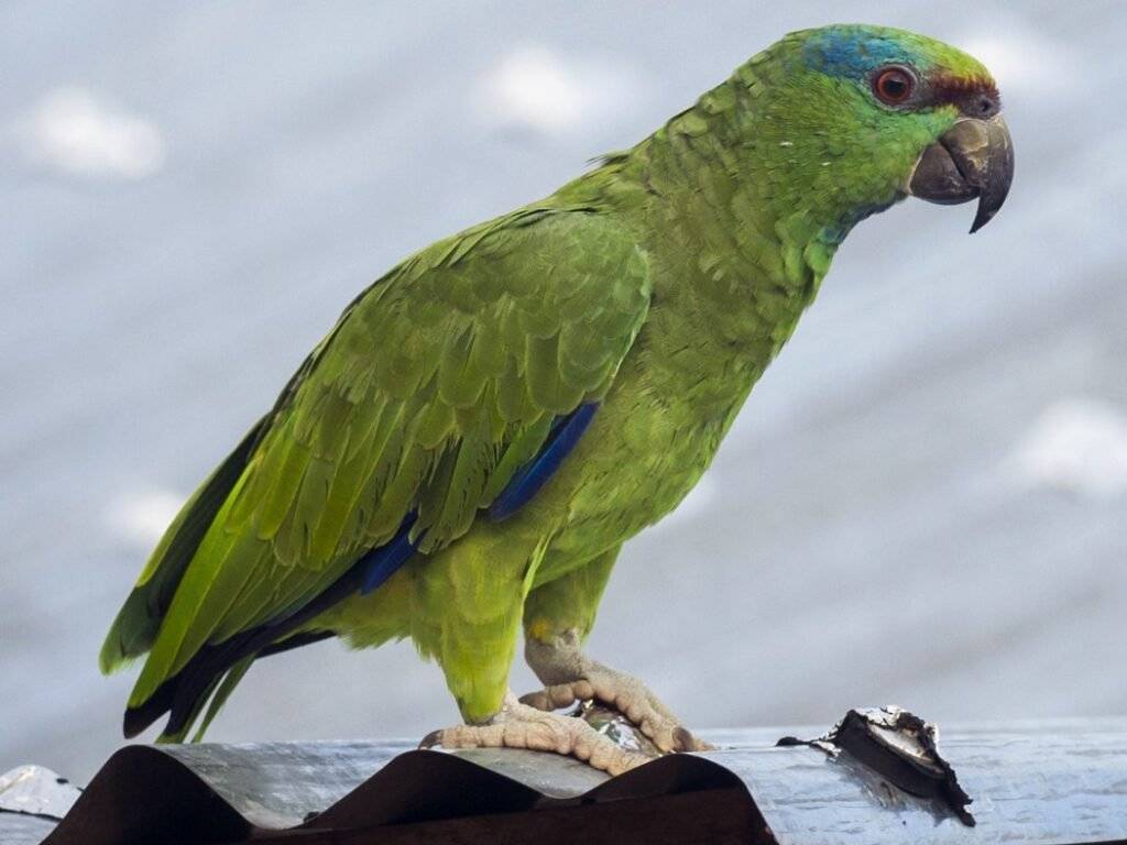 Попугай амазон - все о амазонах