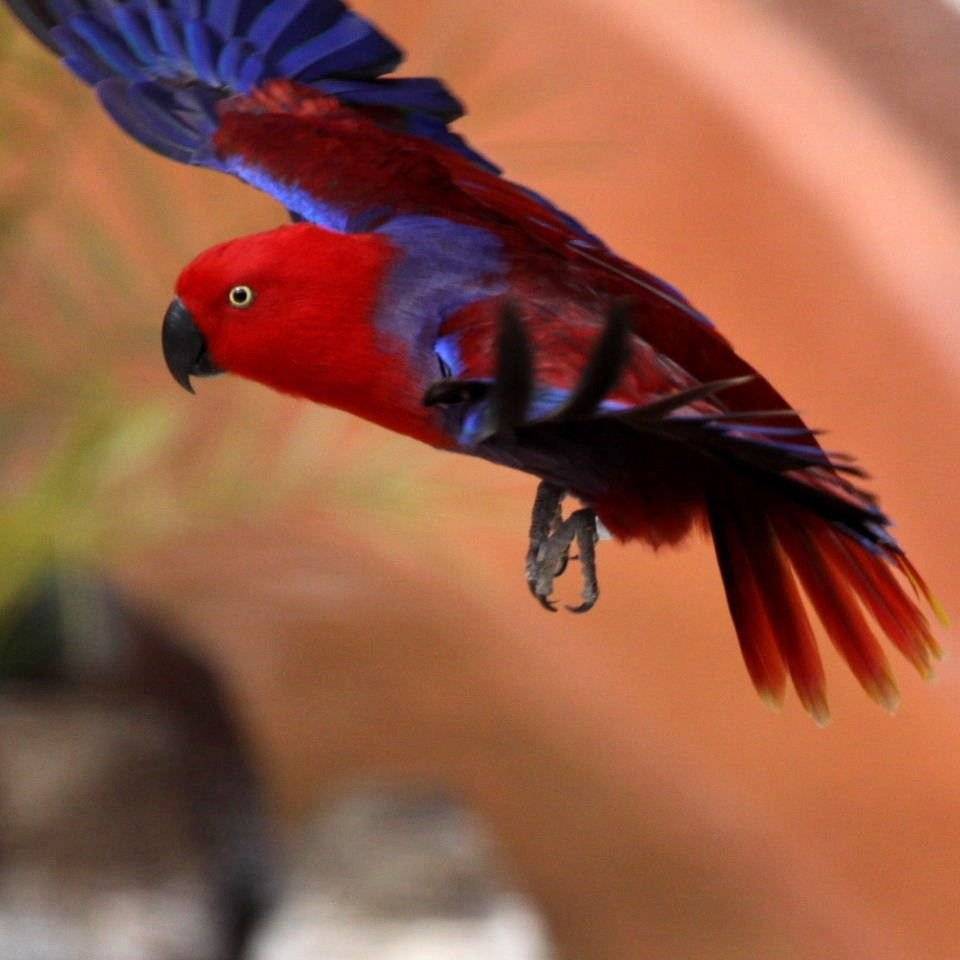 Попугай амазон: описание,фото,уход,содержание,образ жизни