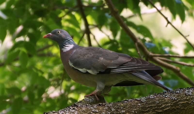 Названия видов и пород диких голубей, их описания и характеристики