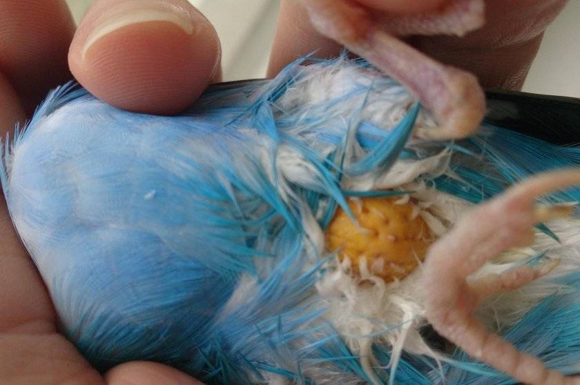 Опухоль или шишка у попугая: как лечить