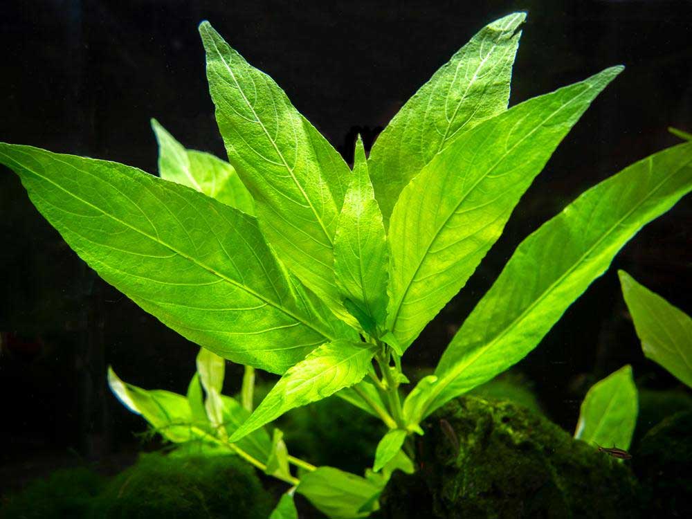 Аквариумное растение лимонник: основные условия содержания и размножения