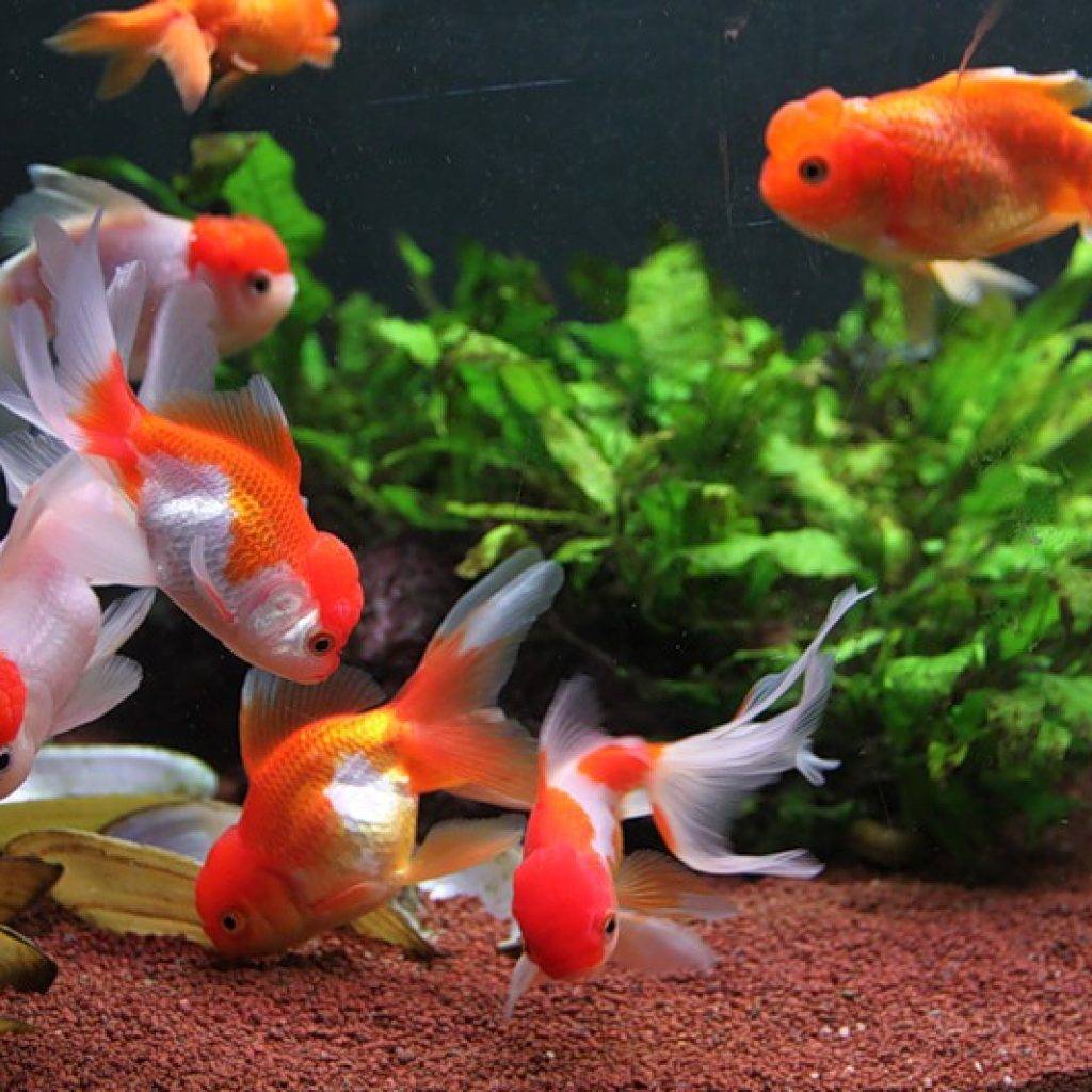Золотая рыбка: уход, аквариум, правильное содержание, родина, как выглядят (описание), размеры, виды