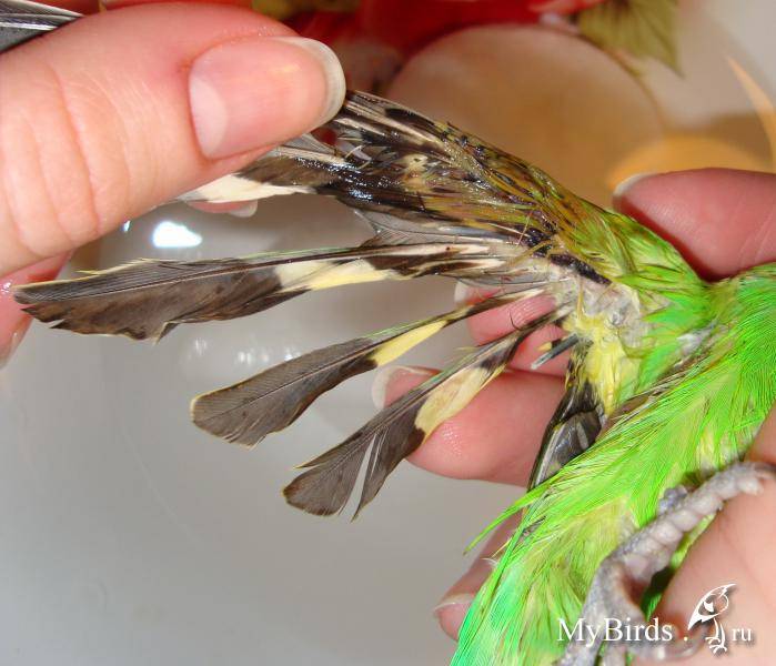 Почему у попугая выпадают перья из хвоста и крыльев