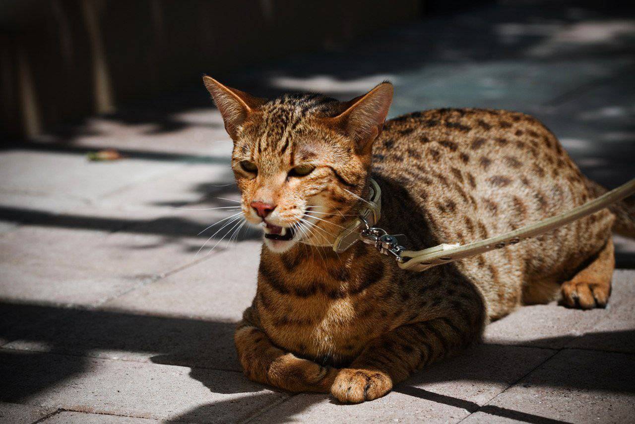 Кошка ашера: описание породы, окрасы и характер, уход и стоимость