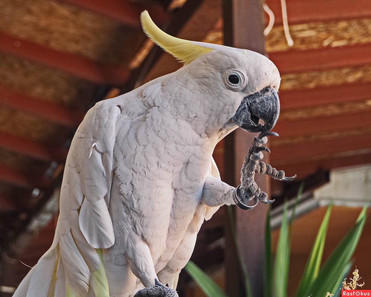 Какие попугаи разговаривают лучше всех: говорящие породы попугаев - zverki.click - домашние животные