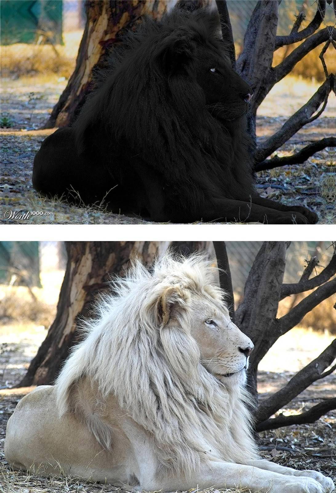 Редкие животные из красной книги. африканский лев - хвастунишка
 - 5 февраля
 - 43412071238 - медиаплатформа миртесен
