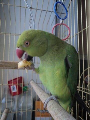 Ожереловый попугай крамера: как выглядит, сколько стоит, чем кормить, как ухаживать в домашних условиях
