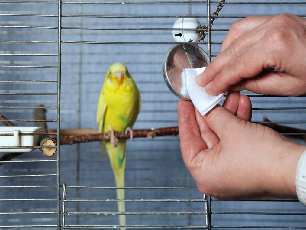 Уход за волнистыми попугайчиками в домашних условиях: какую клетку подобрать и как правильно кормить дома, купать и приручить птицу