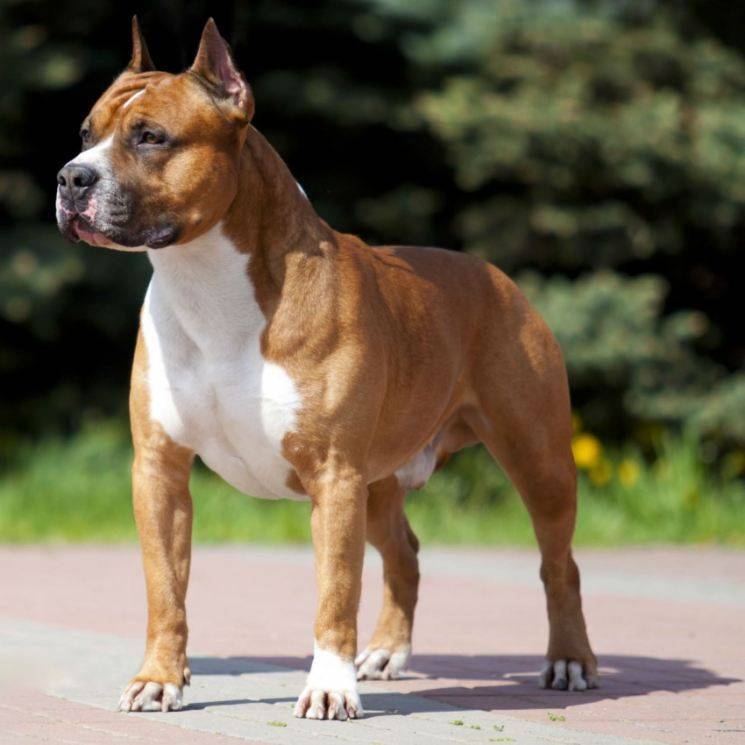 Самая сильная бойцовская собака: выносливые и боевые породы
