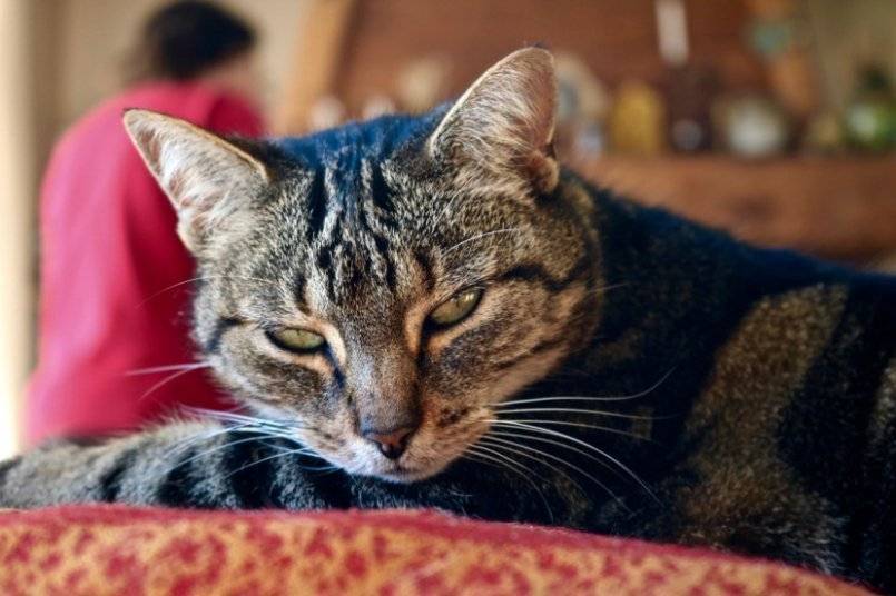 Кельтская кошка европейская короткошерстная: фото и описание экстерьера, характер и содержание