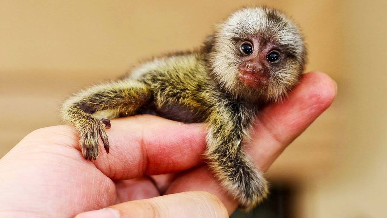 Мармозетка: самая маленькая обезьянка в мире