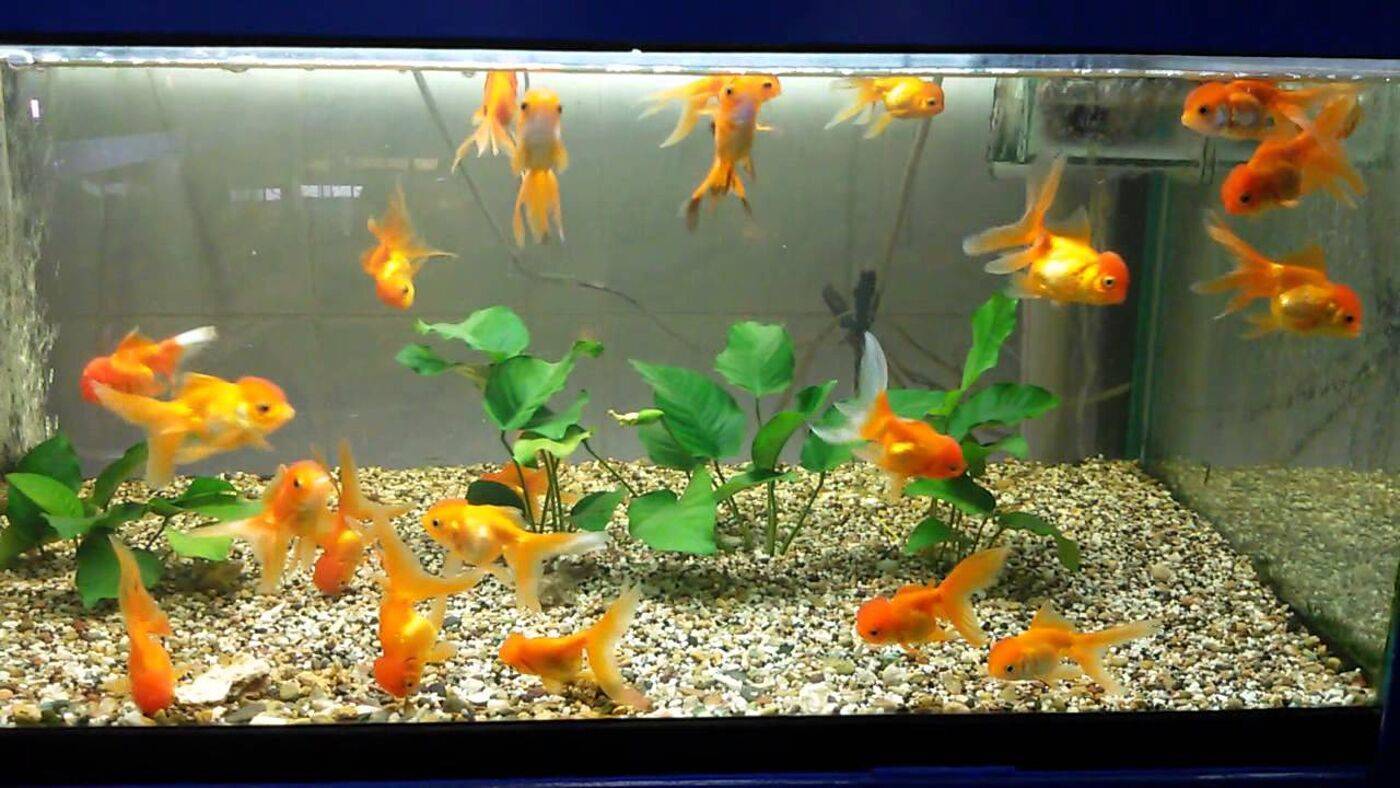 Как обустроить здоровый аквариум для золотых рыбок
