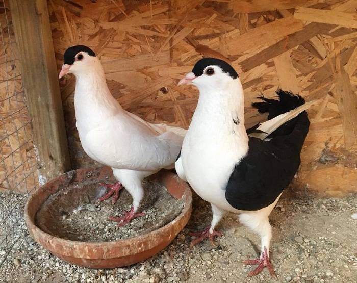 Отличительные черты афганских голубей
