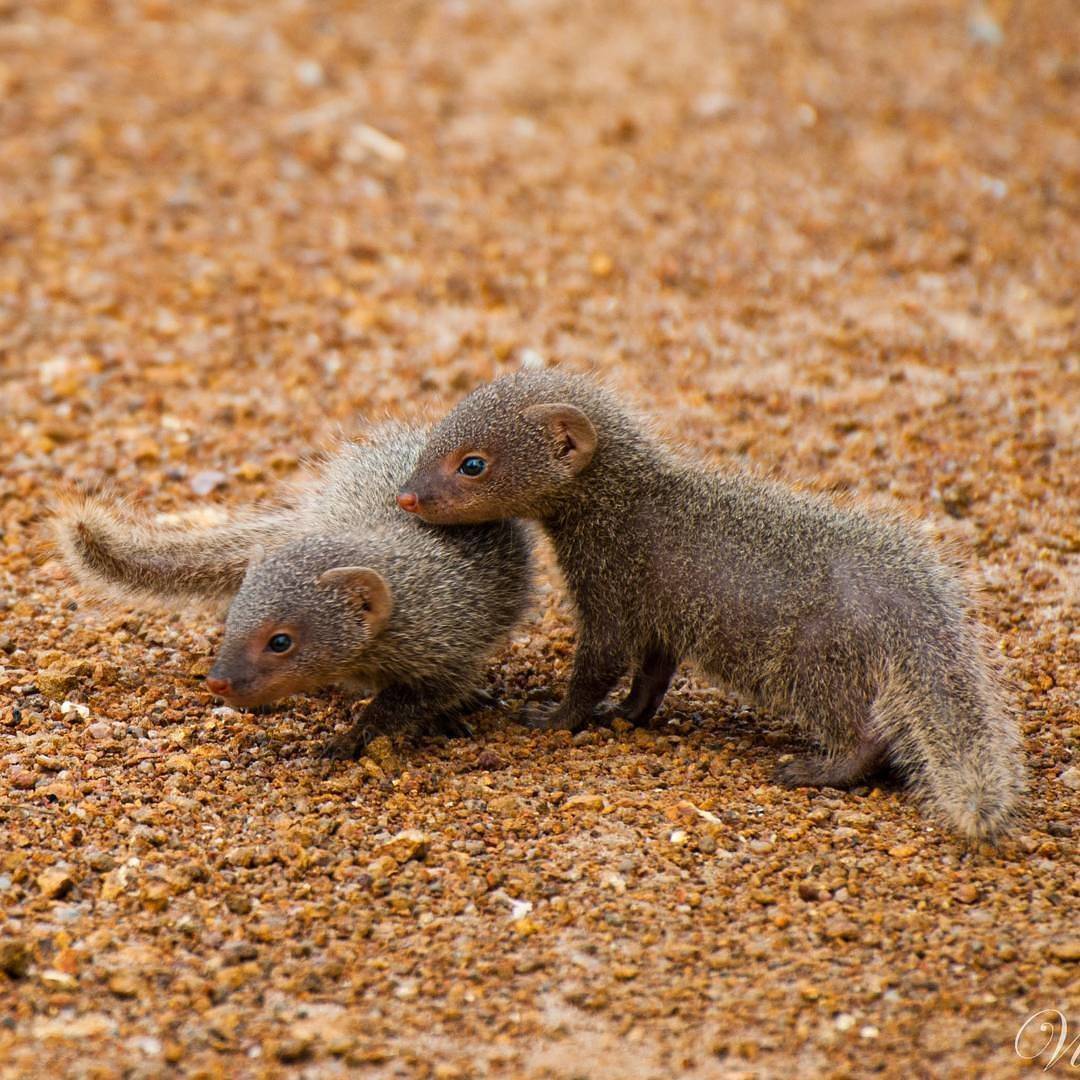 Мангуста - mongoose - abcdef.wiki