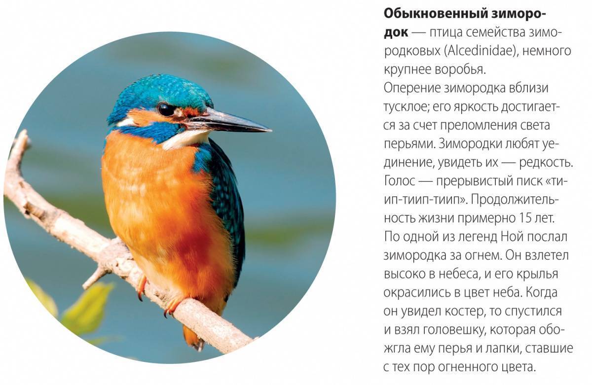 Зимородок птица. описание, особенности, образ жизни и среда обитания зимородка