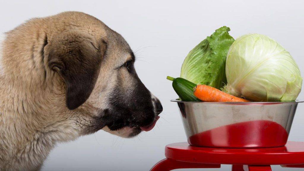 Можно ли давать овощи собаке? какие и в каком виде добавлять? (wolcha.ru)