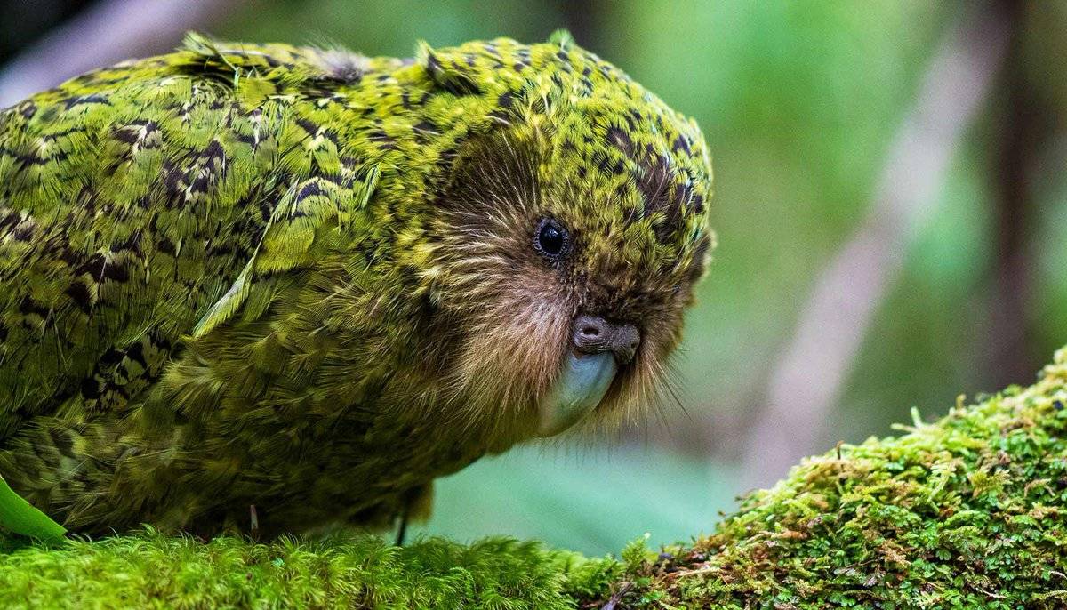 Уникальные птицы новой зеландии