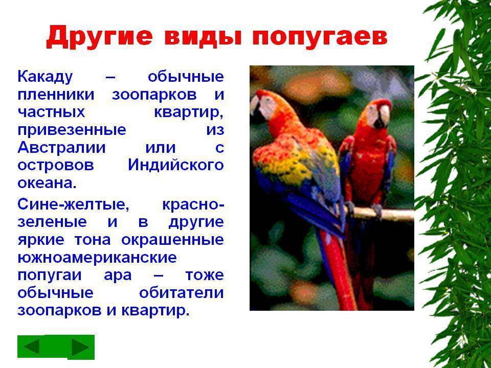 Попугаи ара фото, содержание, рацион