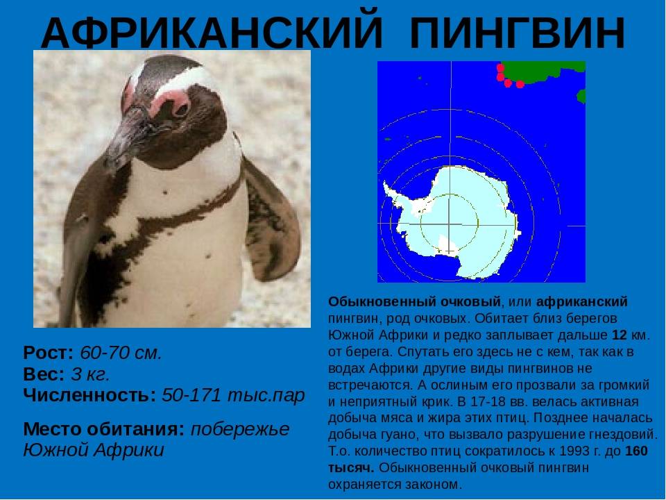 Пингвины: где обитают и чем питаются птицы, интересные факты
