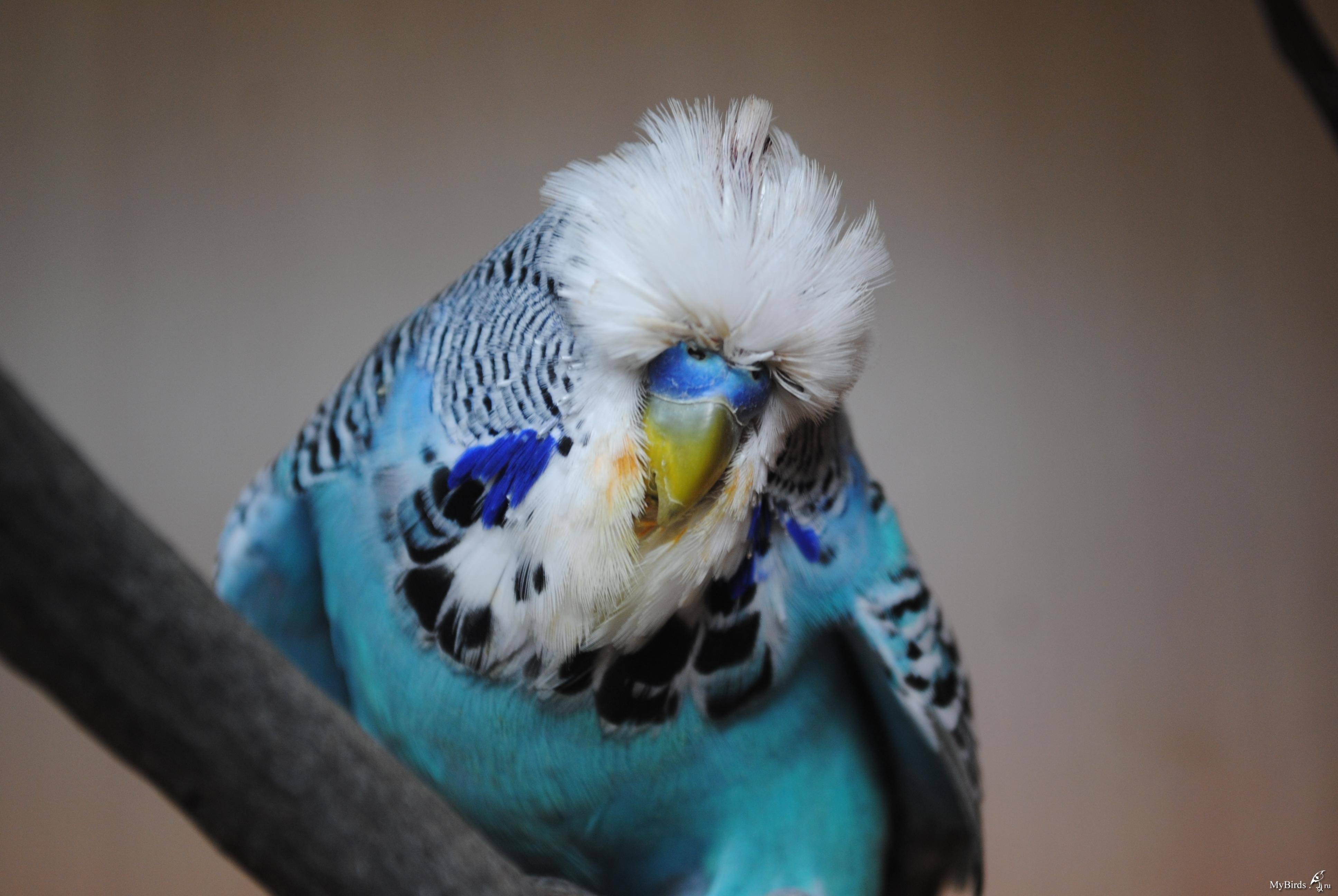 Попугай чех или выставочный волнистый попугай