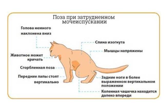 Заболевания мочевыводящих  путей у кошек: причины, симптомы и советы по выбору корма