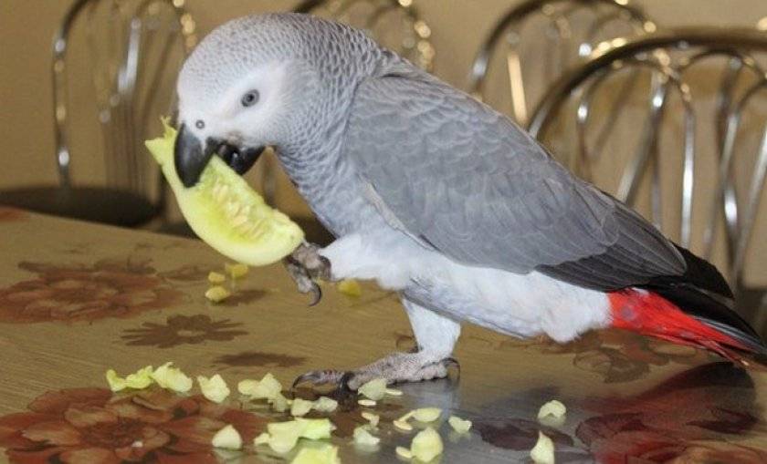 Корм для попугаев жако — чем лучше кормить?
